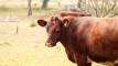 carne premium envasada al vacio